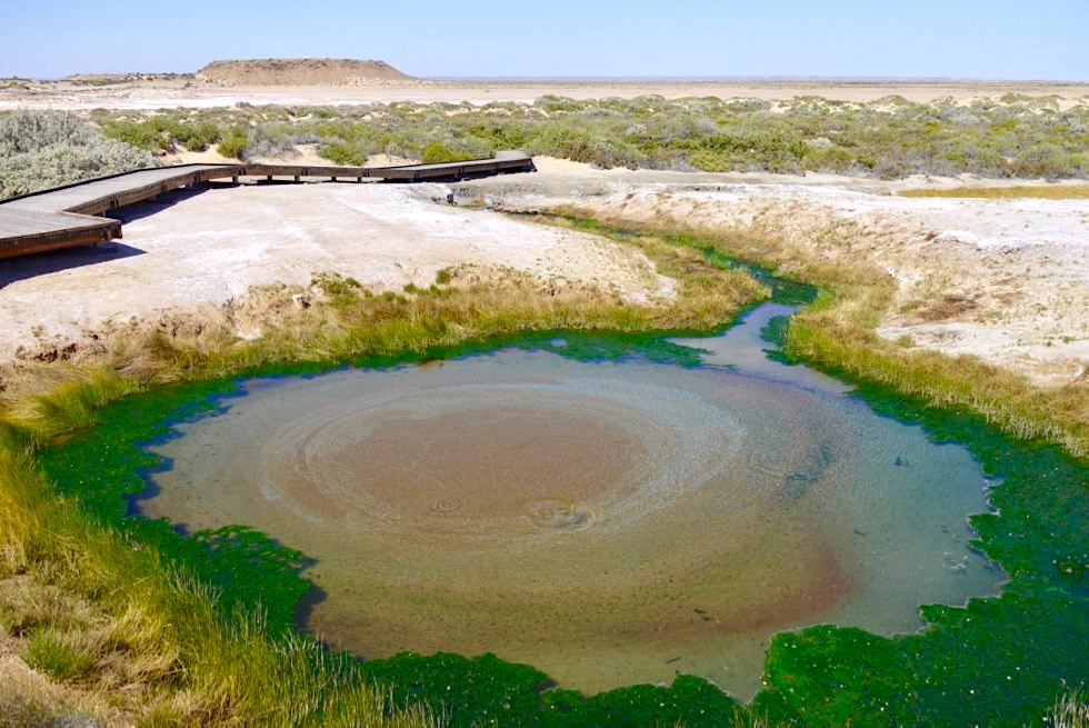 Mound Springs - The Bubbler - Oodnadatta Track - Outback Southern Australia