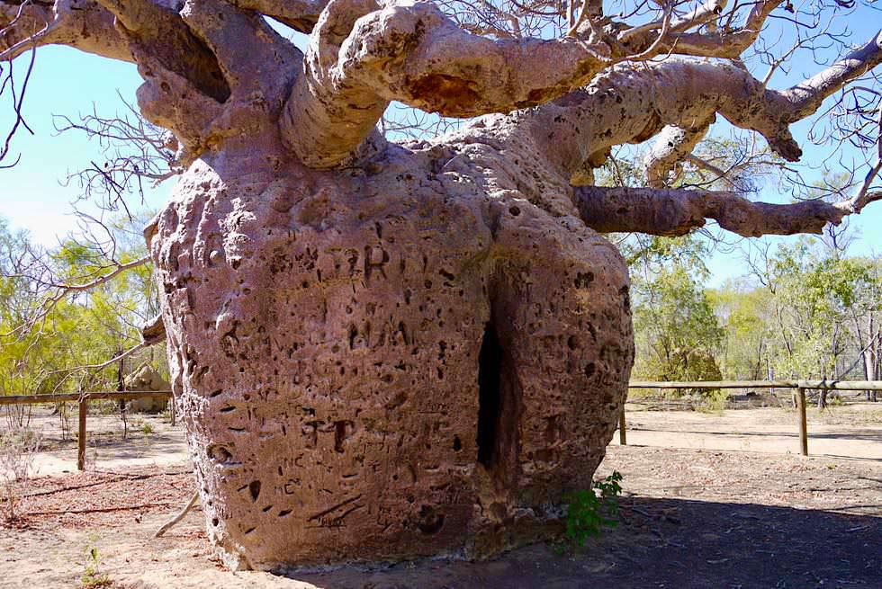 Riesiger hohler Boab Baum: Prison Boab Tree bei Derby - Kimberley Region - Western Australia