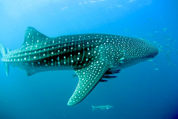 Faszination Schnorcheln mit Walhaien - Coral Bay Eco Tours - Ningaloo Reef - Western Australia