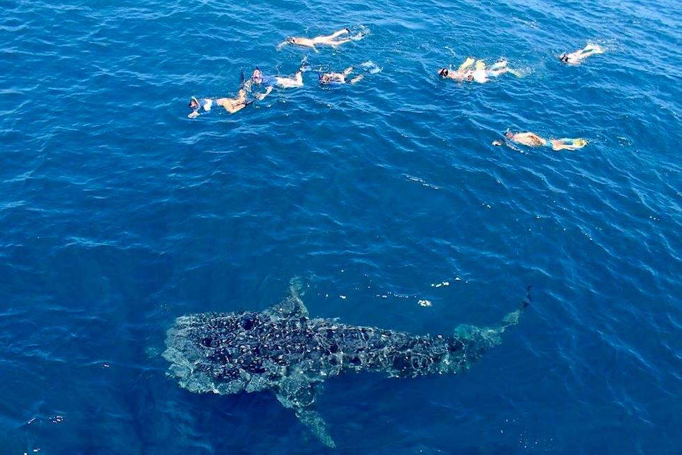 Ein einmalig schönes Erlebnis: Schnorcheln mit Walhaien - Coral Bay EcoTours - Western Australia