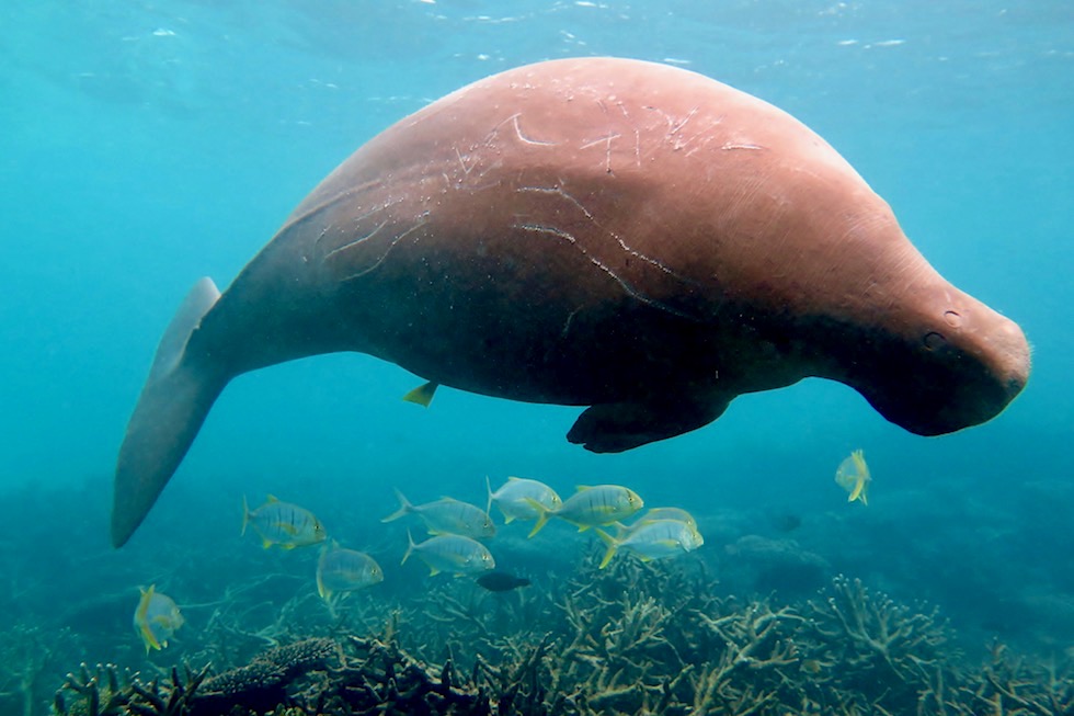 Coral Bay EcoTours: Schnorcheln mit Walhaien- weiteres Highlight sind die Dugongs oder Seekühe - Ningaloo Reef - Western Australia