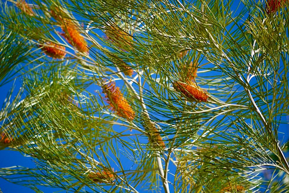 Gali-Galing Baum oder Grevillea pteridifolia - Emma Gorge - Kimberley - Western Australia