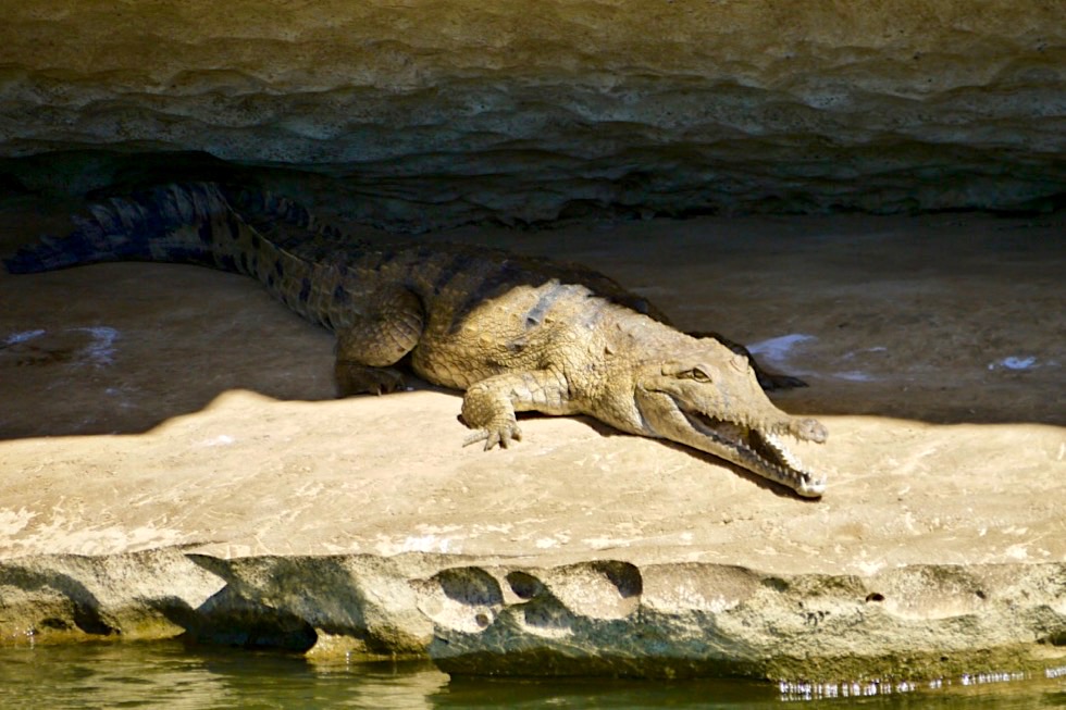 Geikie Gorge National Park - Australien Krokodil auf einem Felsen - Fitzroy River - Western Australia