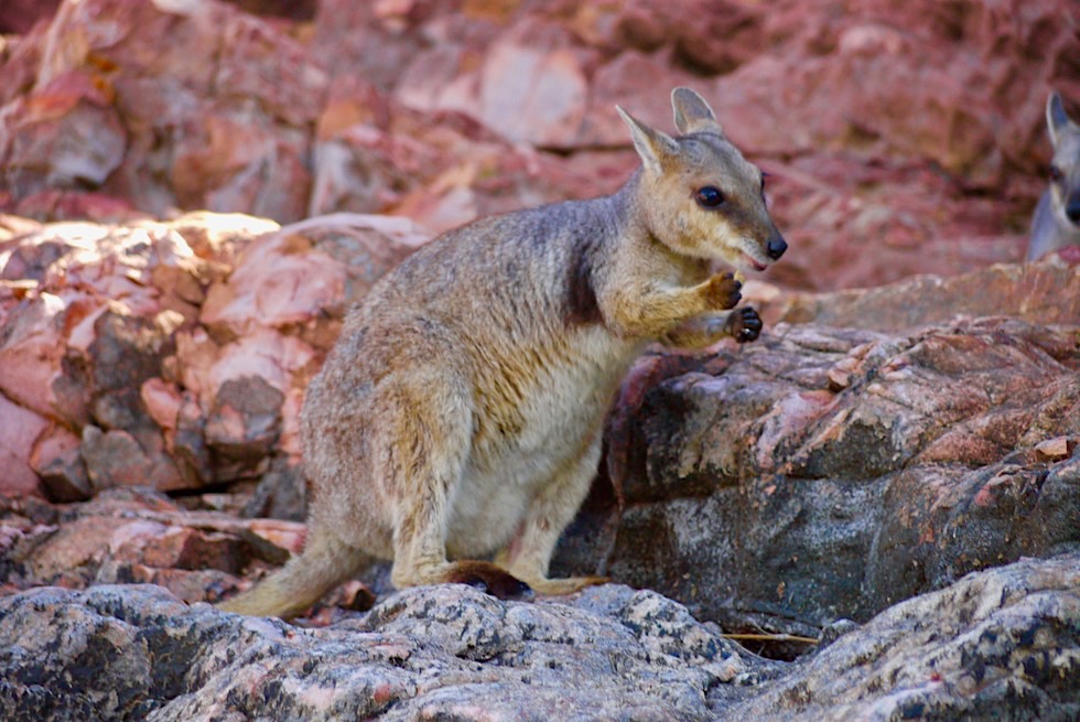 Best of Lake Argyle - Short Eared Rock Wallaby oder Kurzohr-Felskänguru - Kimberley - Western Australia