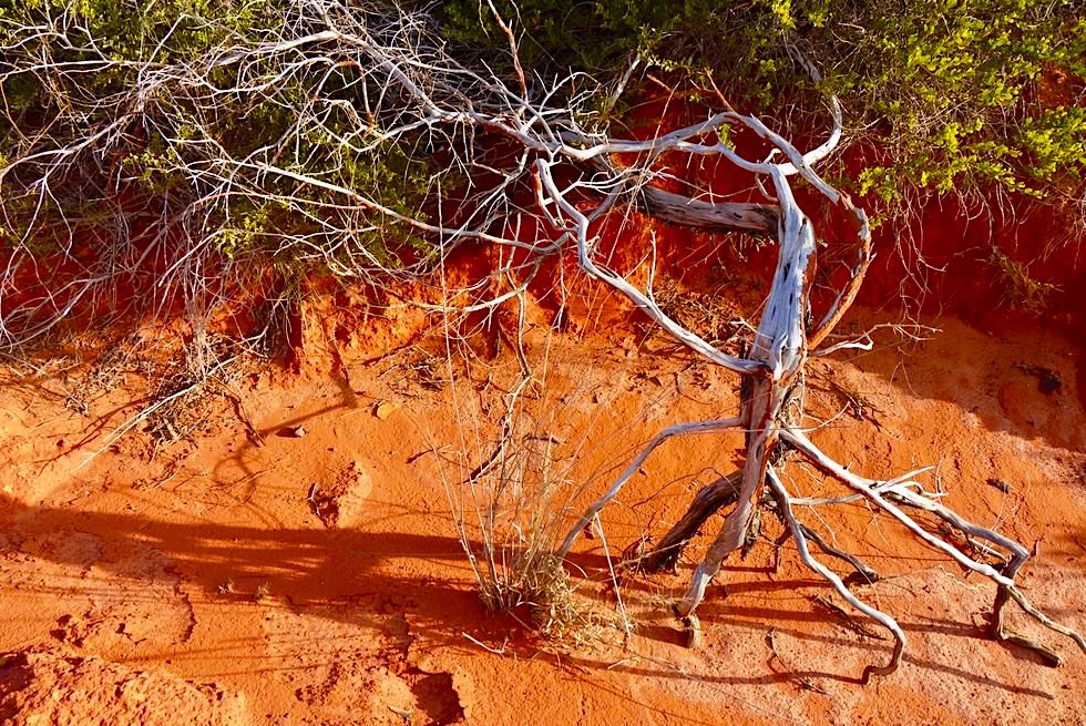 Gantheaume Point - Busch & unwirtlicher Ort - Broome - Kimberley - Western Australia