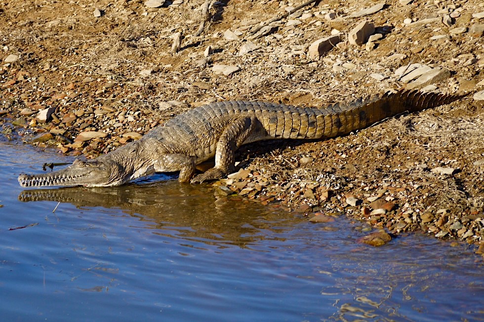 Lake Argyle - Krokodil schleicht Wasser - Kimberley - Western Australia
