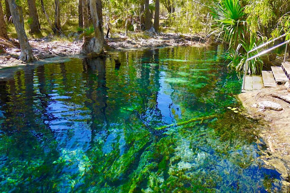 Bitter Springs Thermal Pools - Ursprüngliche, kristallklare warme Quellen laden zum Schwimmen ein - Elsey National Park - Mataranka, Northern Territory