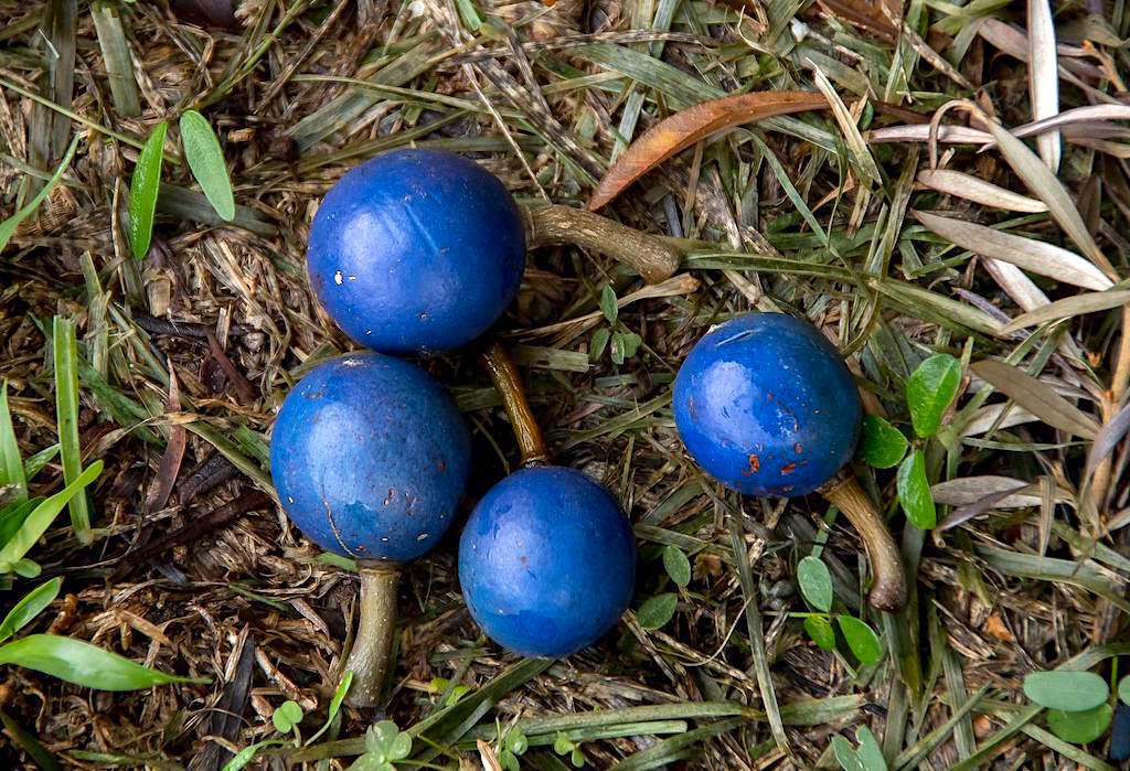 Früchte des Blauen Quandongbaumes - Ein Regenwaldriese in Australien - Queensland