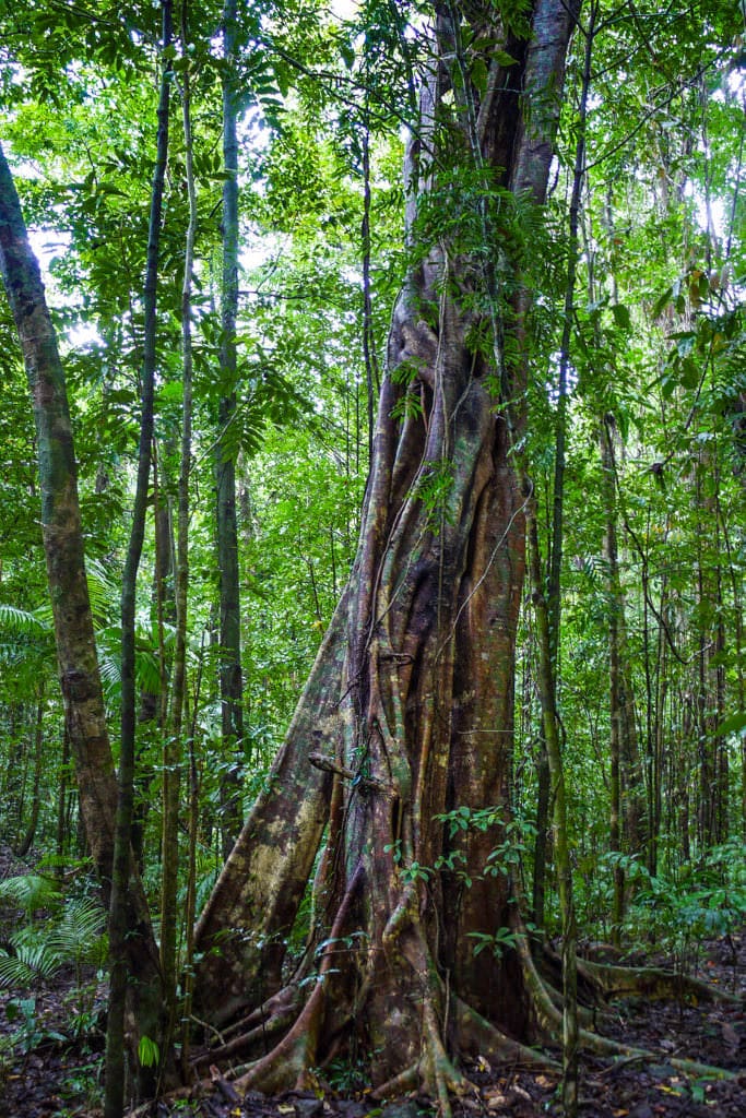 Daintree Rainforest & Nationalpark - Wet Topics of Queensland