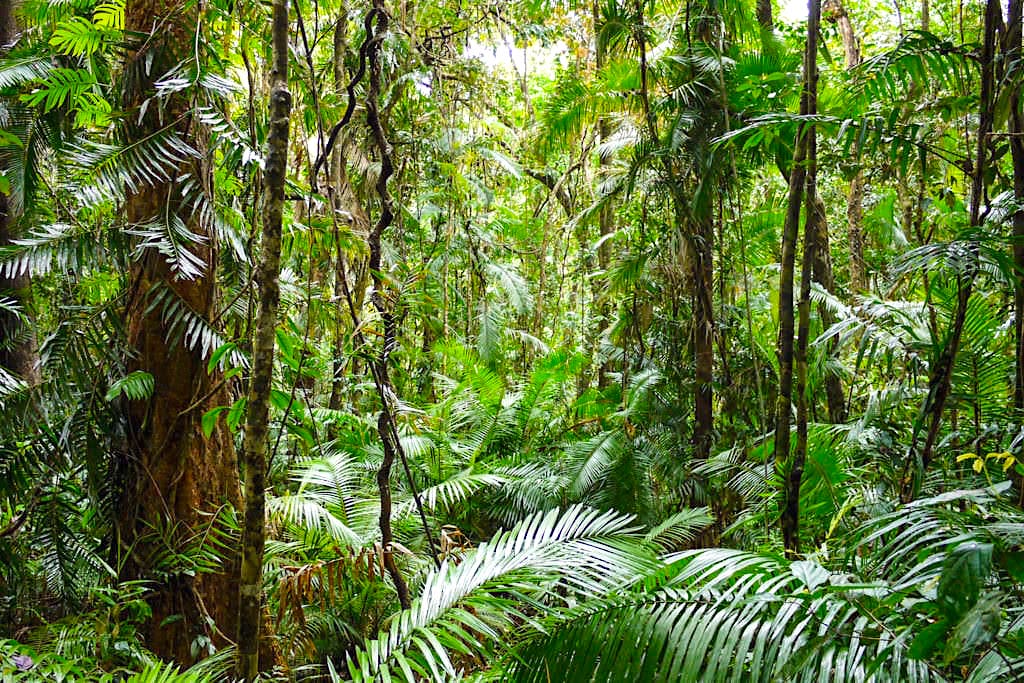 Dubuji Rainforest Boardwalk - Daintree Rainforest & Cape Tribulation - Wet Tropics Queensland