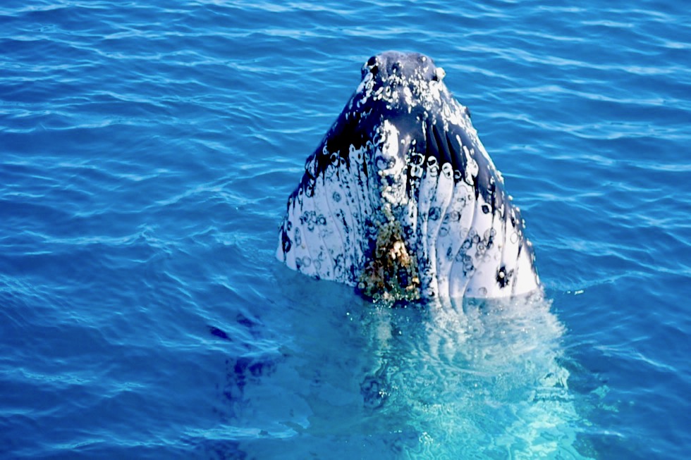 Die beste Walbeoboachtungstour in Hervey Bay: Freedom Whale Watch - einen ganzen Tag Wale beobachten von der Freedom III - Queensland
