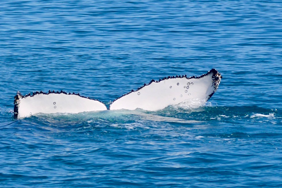 Hervey Bay: Freedom Whale Watch Tour - Schlafende Buckelwale hängen Kopf unter im Wasser - Queensland