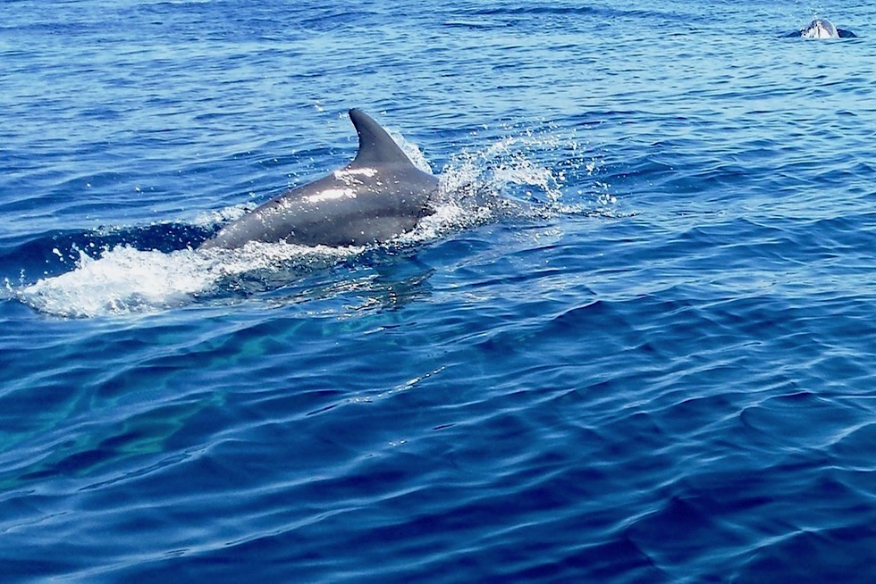 Hervey Bay - Walbeobachtungstour: Tümmler oder Bottle Nose Dolphins buhlen um Aufmerksamkeit - Queensland