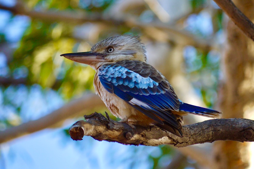 Keep River National Park - Lachender Kookaburra oder Eisvogel auf dem Jarnem Campground - Northern Territory
