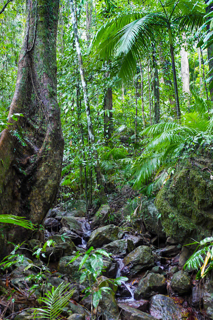 Mount Sorrow Ridge Trail ist eine Tagewanderung beim Cape Tribulation im Daintree Rainforest - Wet Tropics of Queensland