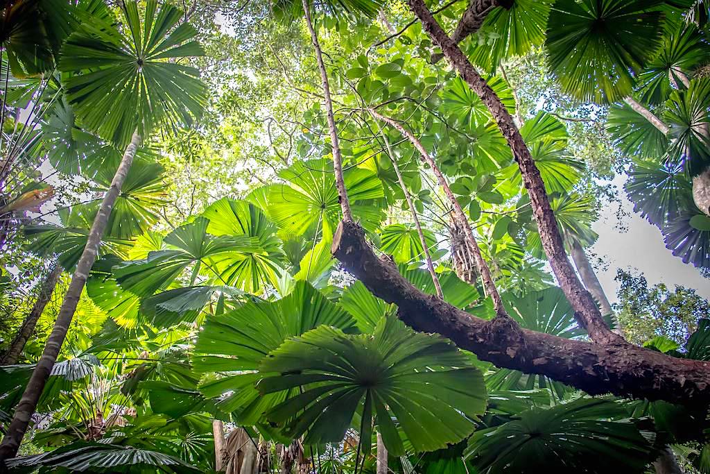 Faszinierende Palmendächer & leuchtende Baumwipfel - Daintree Rainforest & Daintree National Park - Wet Tropics of Queensland