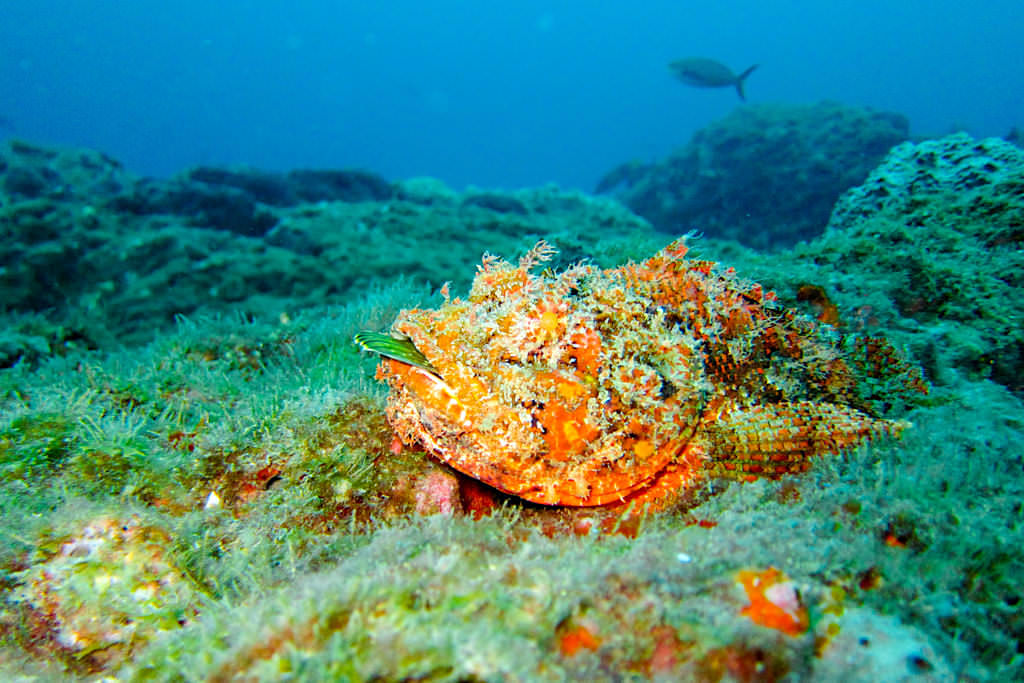 Steinfisch auf Koralle - Great Barrier Reef - Queensland