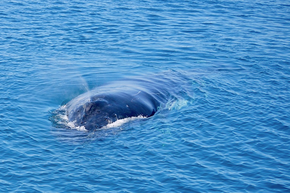 Buckelwal Blas - Walbeobachtung mit Freedom Whale Watch - Hervey Bay - Queensland