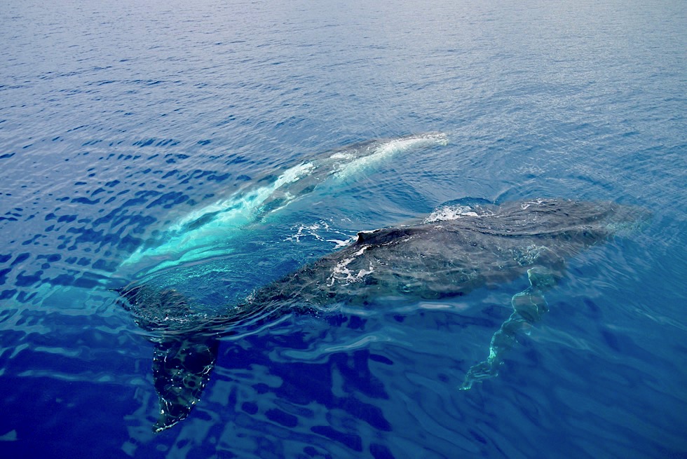 Buckelwale oder Humpback Whales - Hervey Bay: Welthauptstadt der Buckelwal-Beobachtung - Queensland