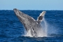 Faszination Buckelwale! – Wale beobachten in Augusta, Margret River