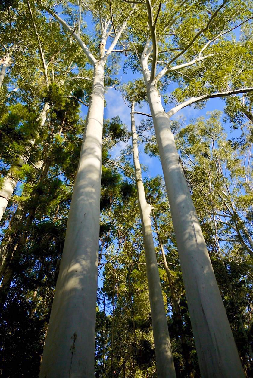 Central Station - Flooded Gum Tree: Eukalyptusart, die bis zu 70 m kerzengerade in den Himmel wächst - Fraser Island - Queensland