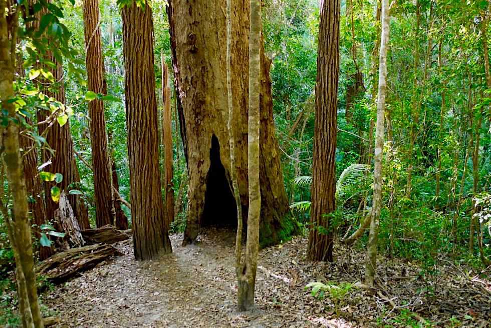 Central Station & Wangoolba Creek: Riesige Satinay Trees oder Terpentin-Bäume - Fraser Island - Queensland