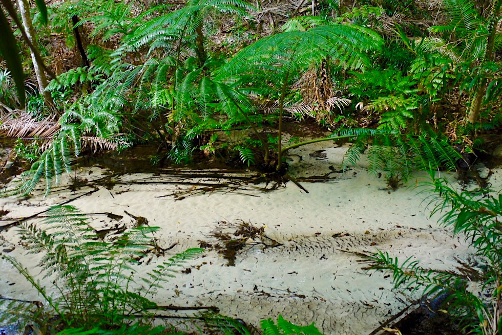 Fraser Island Highlight: Wanggoolba Creek mit seinem kristallklaren, transparenten Flusslauf - Queensland