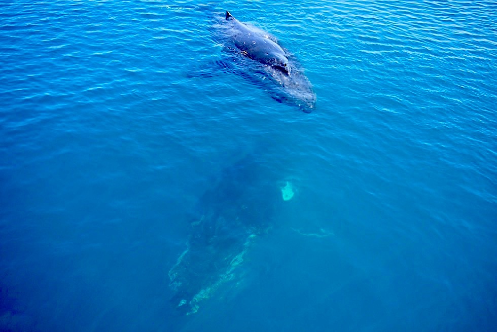 Hervey Bay - Buckelwale umkreisen Walbeobachtungsboot - Freedom Whale Watch - Queensland