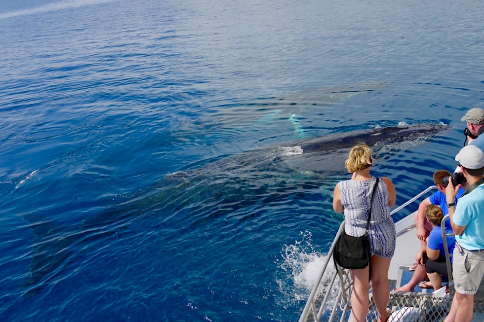 Humpback Whales vom Oberdeck der Freedom III beobachtet - Freedom Whale Watch - Hervey Bay - Queensland