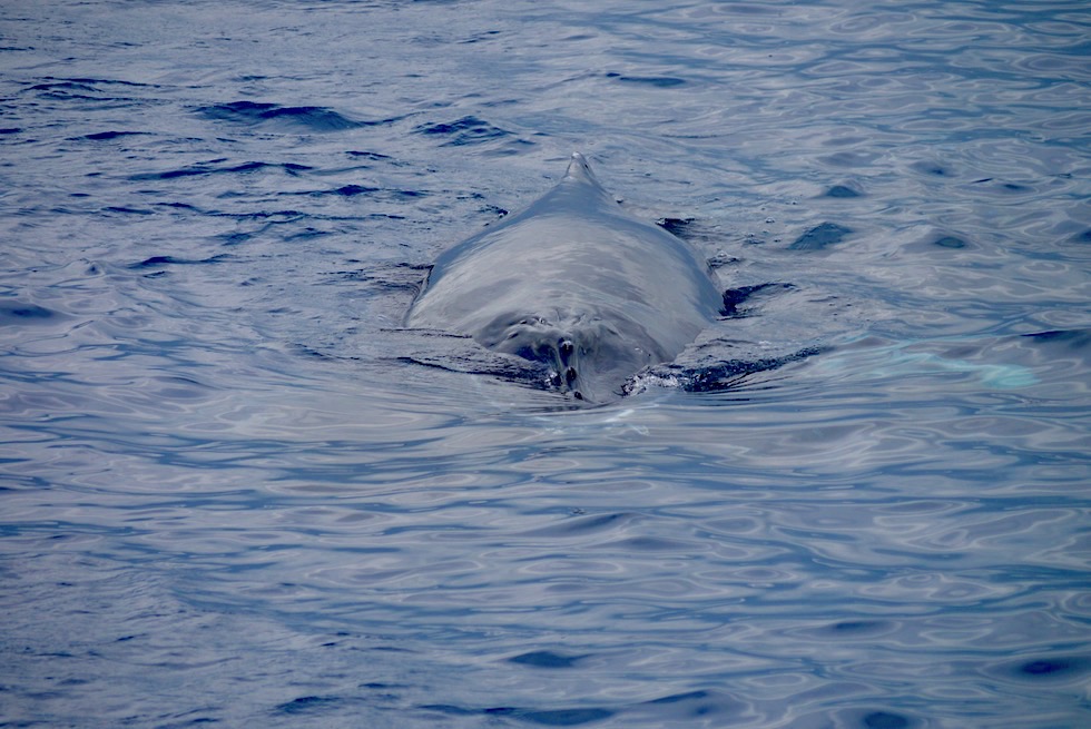 Walbeobachtung bei Wolken: Wale unterscheiden sich kaum von der Farbe des Meeres - Hervey Bay - Queensland