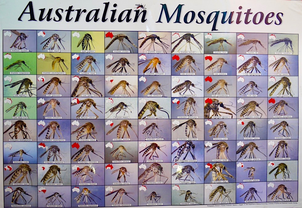 Alle Australischen Mosquitos - Windows on the Wetlands - Northern Territory