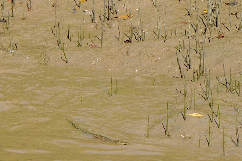 Baby Krokodil: Saltie oder Salzwasserkrokodil im Adelaide River - Northern Territory