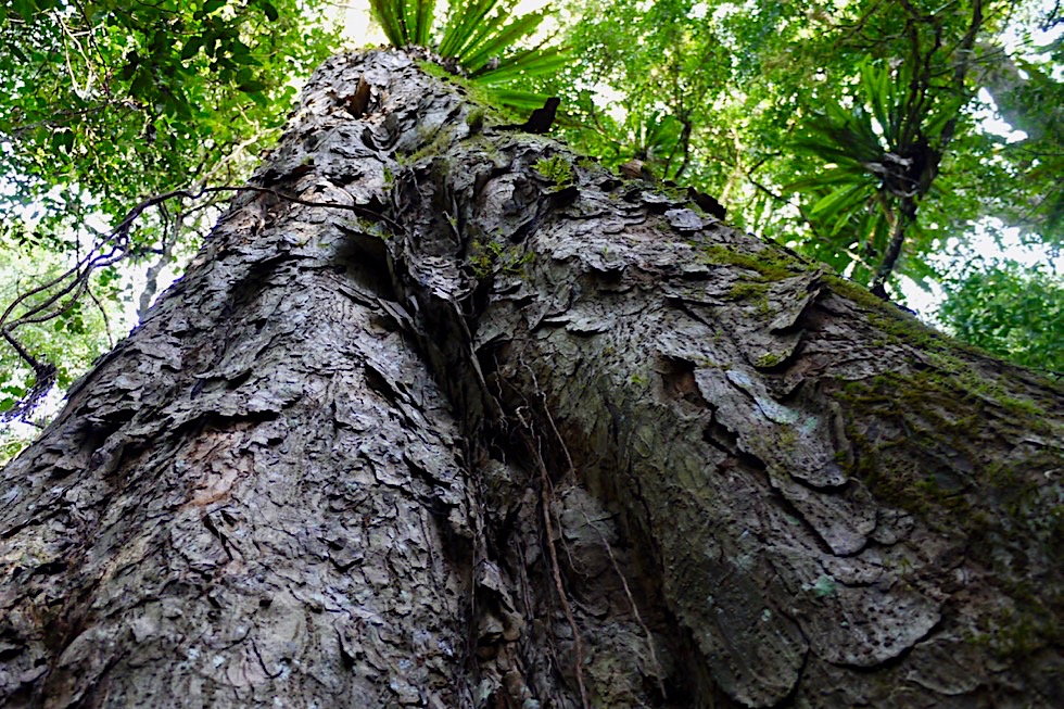 Border Ranges - Red Cedar oder Riesen-Lebensbaum: Stamm - New South Wales