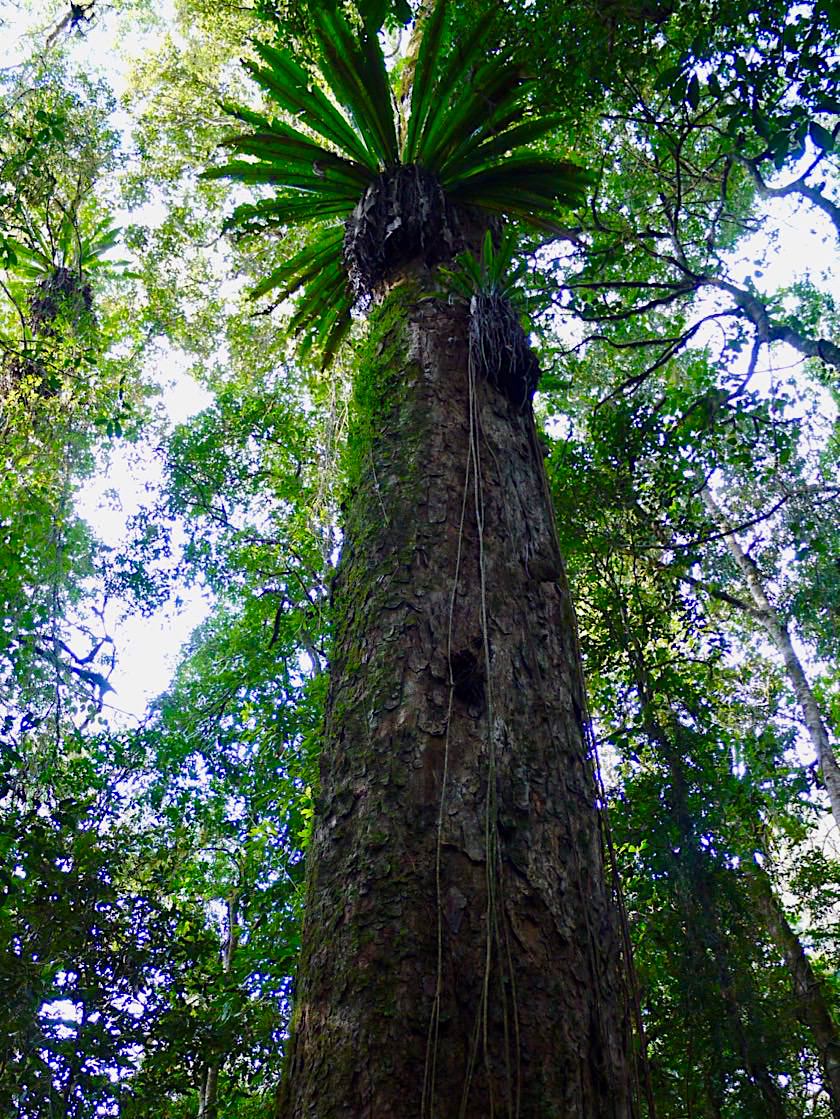 Border Ranges NP - Faszinierender Riesen-Lebensbaum, Zeder oder Red Cedar - New South Wales