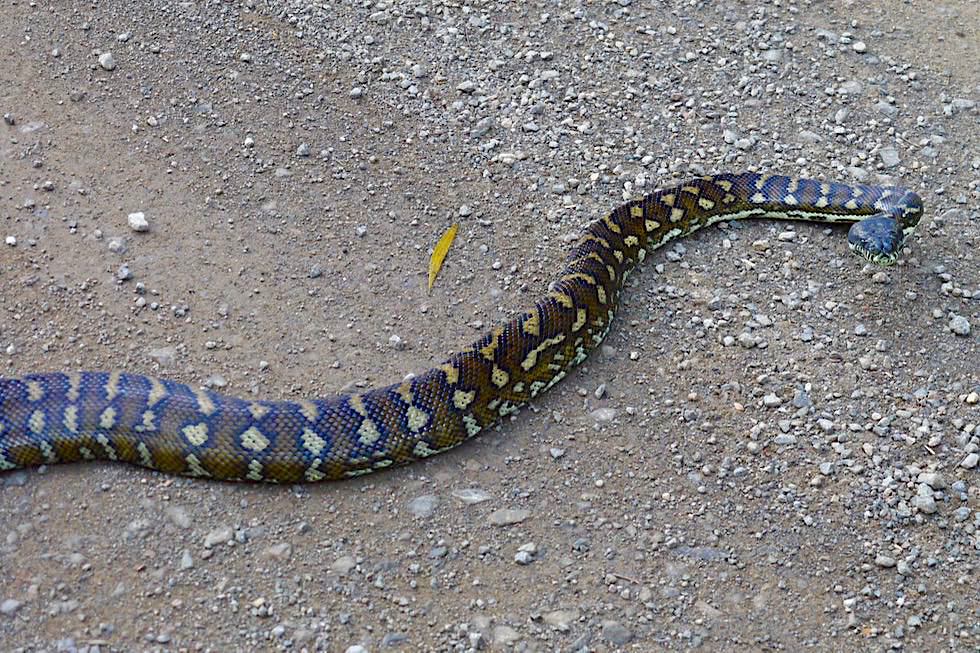 Border Ranges NP - Riesige Teppich-Python auf dem Weg - New South Wales