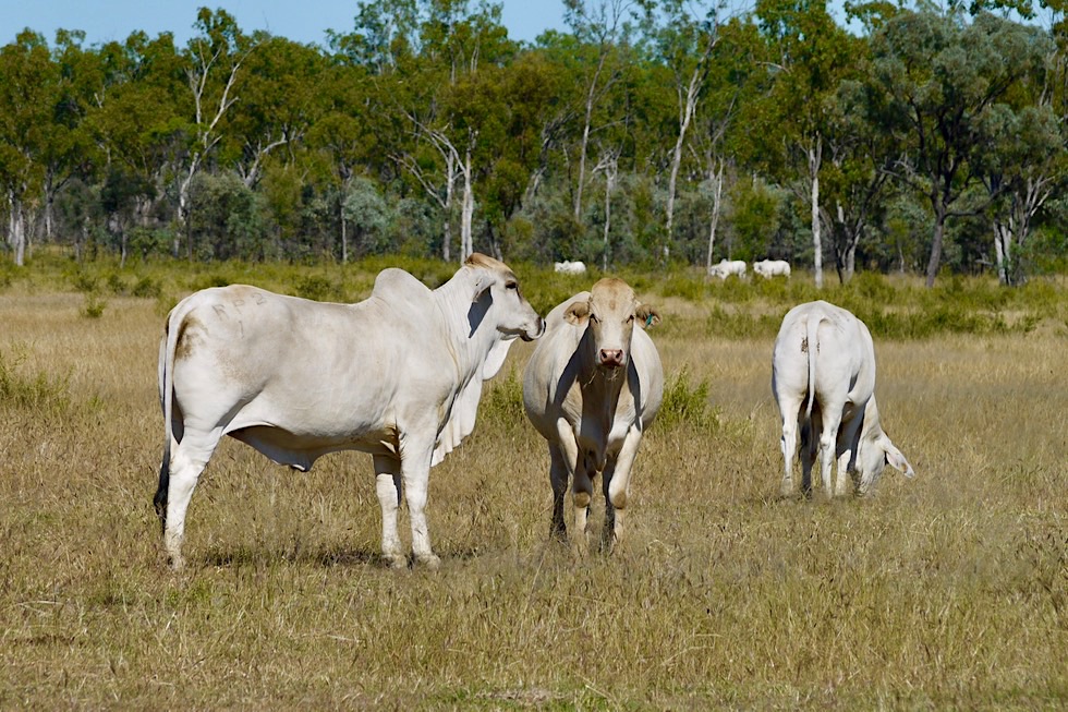 Charters Towers - Umgebung & Viehwirtschaft - Queensland