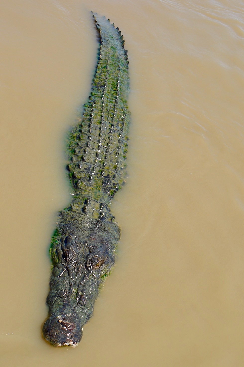 Indo-Pacific Estuarine Crocodile oder Saltie - Adelaide River - Northern Territory