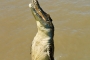 Jumping Crocodile – Springende Krokodile & packende Jagdmethoden der Tierwelt