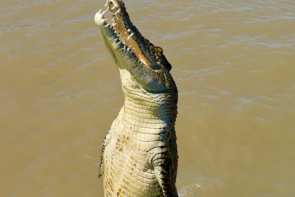 Jumping Crocodile Cruise - Springende Salzwasserkrokodile: Highlight Top End - Adelaide River - Northern Territory
