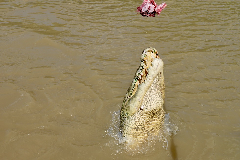 Leistenkrokodile sind Allesfresser - Adelaide River - Northern Territory