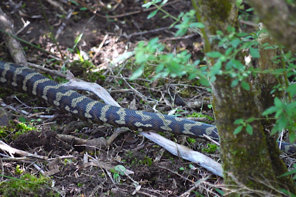 Mt Warning - Carpet Python oder Rauten-Python - Wollumbin National Park - New South Wales