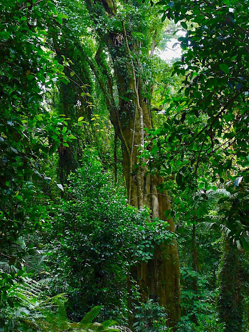 Mt Warning - Baumriesen im Gondwana Rainforest von Australien - New South Wales