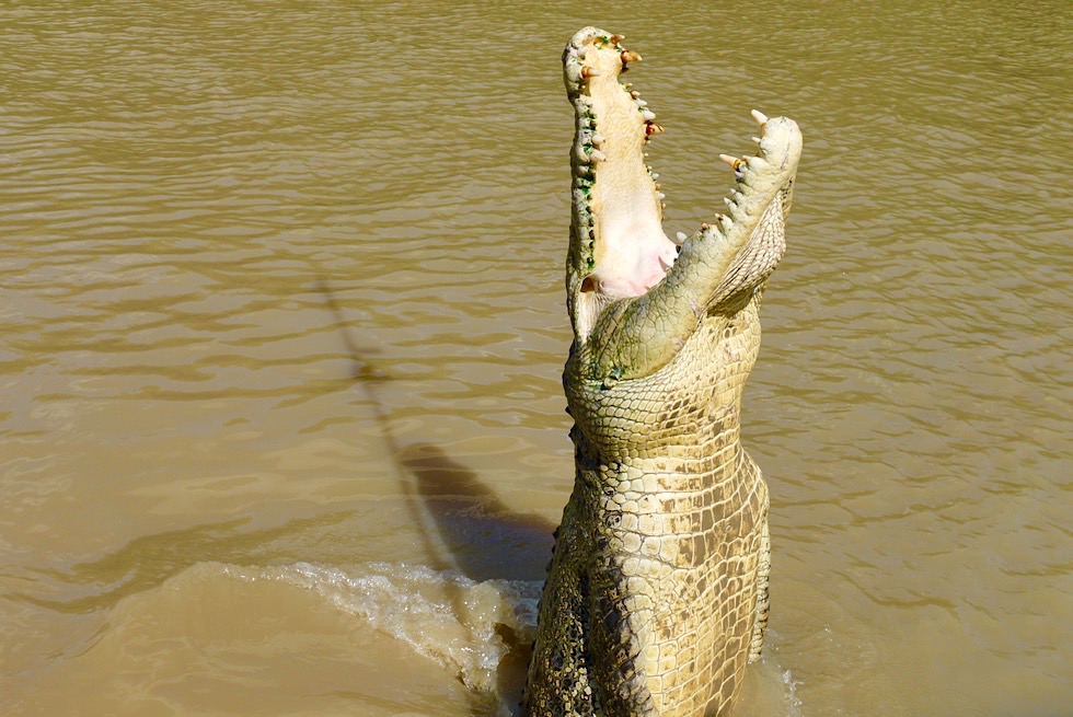 Springende Krokodile: Ein faszinierendes Erlebnis - Adelaide River & Top End - Northern Territory