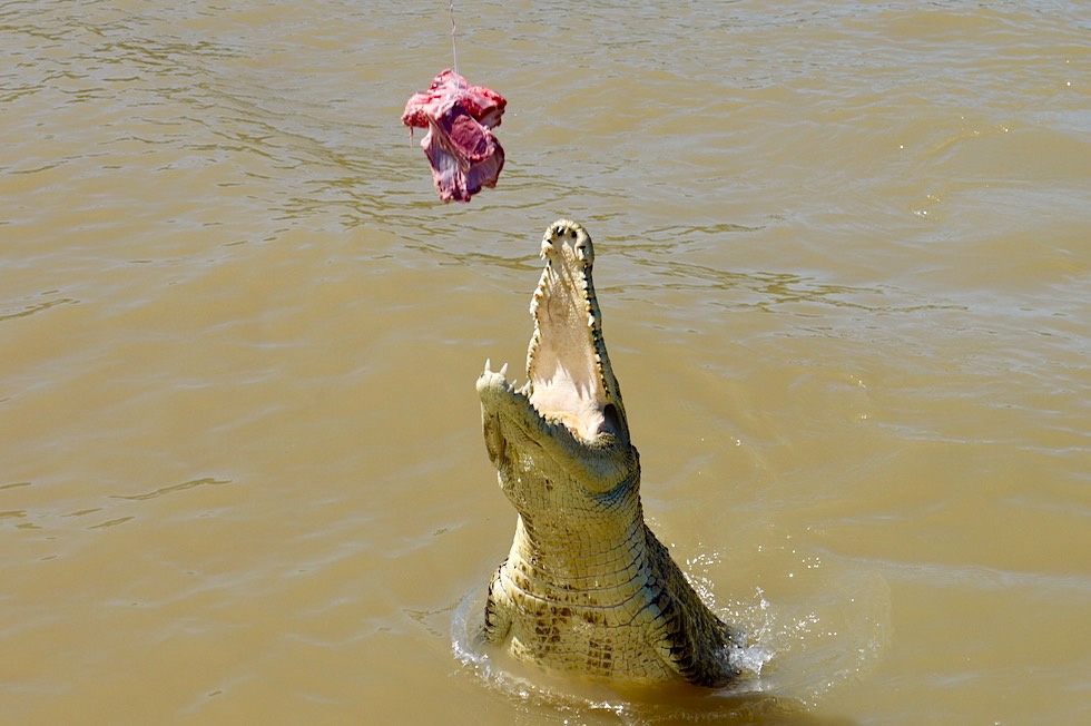 Highlight Top End - Springende Krokodile - Adelaide River - Northern Territory
