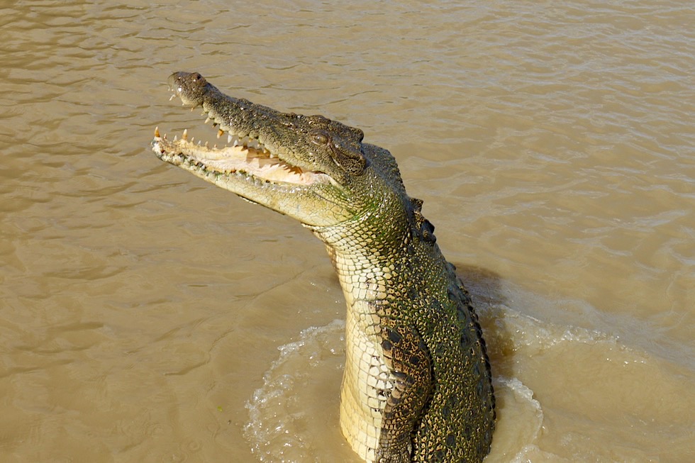 Springende Krokodile oder Jumping Crocodile - Highlight & Must Do in der Top End Region - Adelaide River - Northern Territory