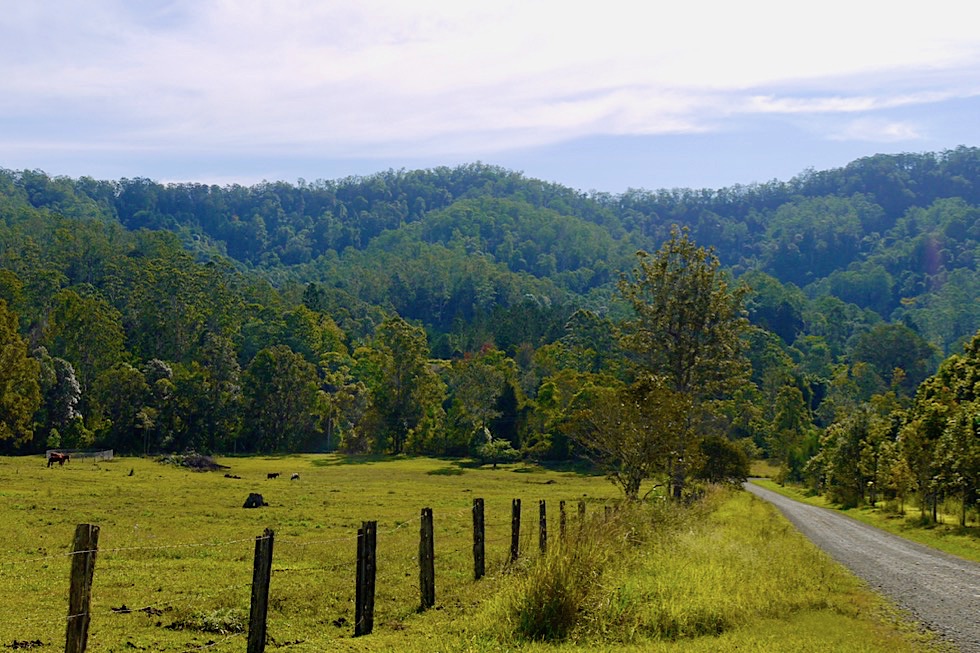 Tweed Valley - Östliche Zufahrt Border Ranges National Park - New South Wales