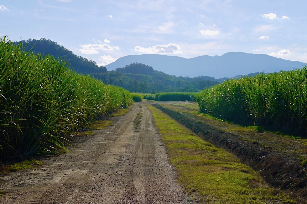 Grünes, ländliches Tweed Valley - Zuckerrohrplantagen & Berge - New South Wales