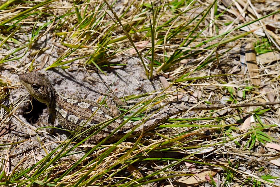 Booderee National Park - Australische kleine Eidechse auf den Spazierwegen - New South Wales