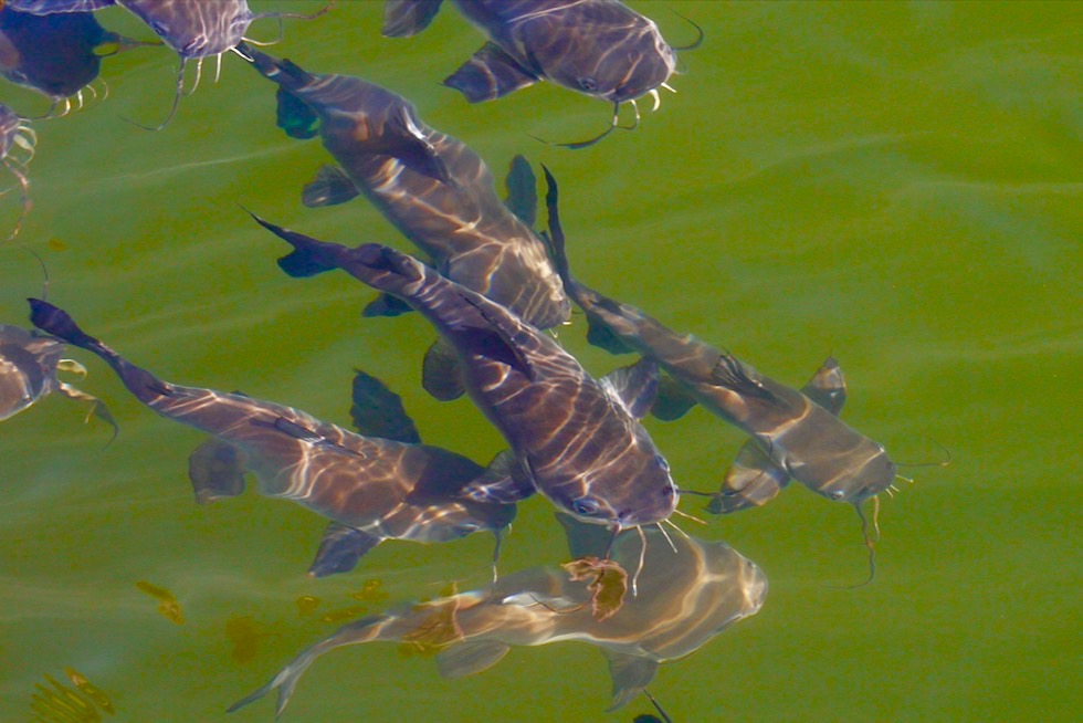 Chamberlain River - Catfish oder Kreuzwelse - El Questro - Western Australia
