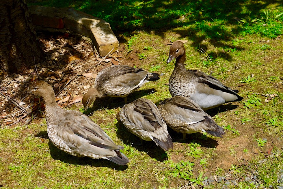 Mähnengänse Familie oder Australian Wood Duck - Emerald Lake Park - Victoria